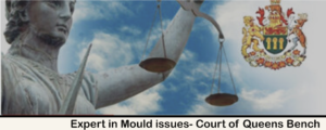 Read more about the article Mold