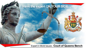 Read more about the article Mould Services