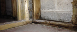 Read more about the article Is that mould and moisture in your home?